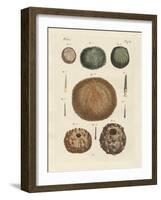 Sea Hedgehog-null-Framed Giclee Print