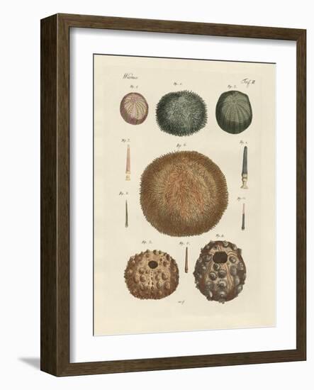 Sea Hedgehog-null-Framed Giclee Print