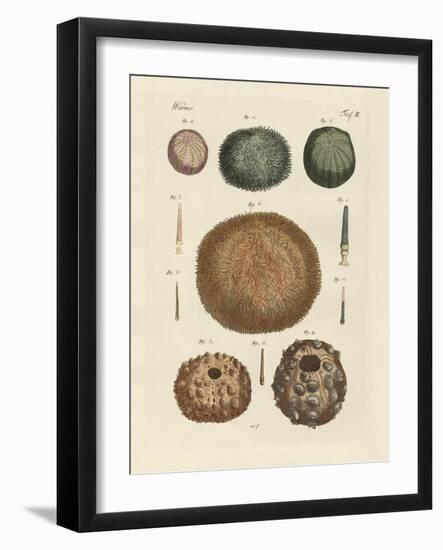 Sea Hedgehog-null-Framed Giclee Print