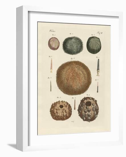 Sea Hedgehog-null-Framed Giclee Print