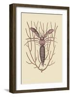 Sea Hermit Crab-Mark Catesby-Framed Art Print