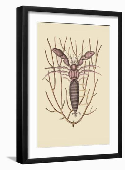Sea Hermit Crab-Mark Catesby-Framed Art Print