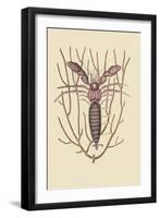 Sea Hermit Crab-Mark Catesby-Framed Art Print