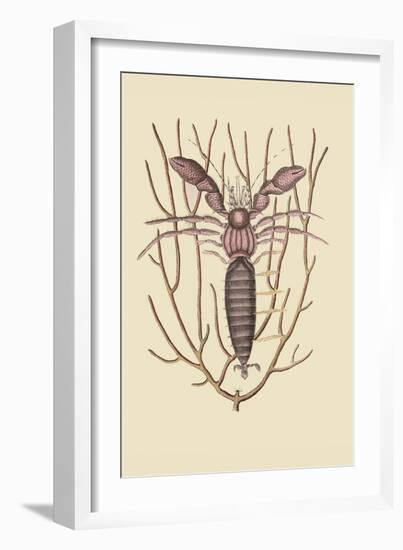 Sea Hermit Crab-Mark Catesby-Framed Art Print