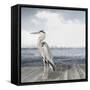 Sea Heron-Sasha-Framed Stretched Canvas