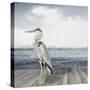 Sea Heron-Sasha-Stretched Canvas