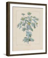 Sea Holly-Basilius Besler-Framed Giclee Print