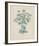 Sea Holly-Basilius Besler-Framed Giclee Print