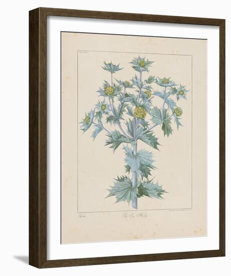 Sea Holly-Basilius Besler-Framed Giclee Print