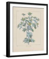 Sea Holly-Basilius Besler-Framed Giclee Print