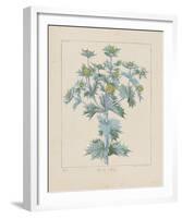 Sea Holly-Basilius Besler-Framed Giclee Print