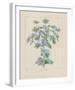 Sea Holly-Basilius Besler-Framed Giclee Print