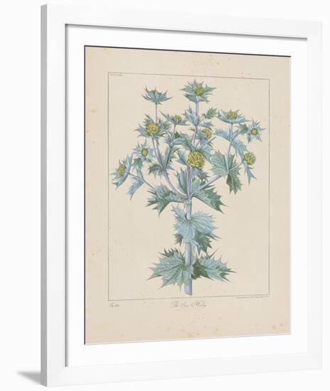 Sea Holly-Basilius Besler-Framed Giclee Print