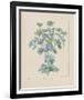 Sea Holly-Basilius Besler-Framed Giclee Print