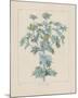 Sea Holly-Basilius Besler-Mounted Giclee Print