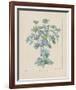 Sea Holly-Basilius Besler-Framed Giclee Print