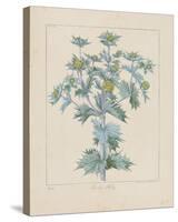 Sea Holly-Basil Besler-Stretched Canvas
