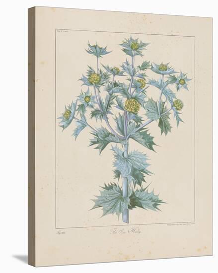 Sea Holly-Basil Besler-Stretched Canvas