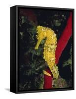 Sea Horse, Belize, Central America-James Gritz-Framed Stretched Canvas