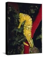 Sea Horse, Belize, Central America-James Gritz-Stretched Canvas