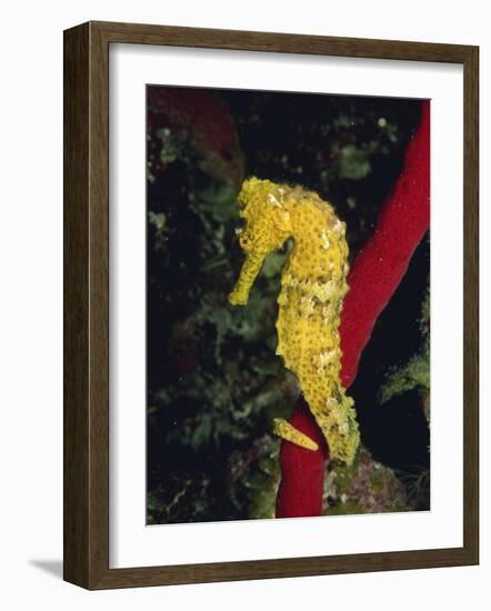 Sea Horse, Belize, Central America-James Gritz-Framed Photographic Print