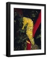Sea Horse, Belize, Central America-James Gritz-Framed Photographic Print