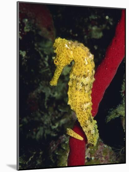 Sea Horse, Belize, Central America-James Gritz-Mounted Photographic Print