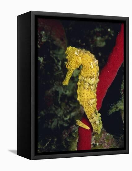 Sea Horse, Belize, Central America-James Gritz-Framed Stretched Canvas