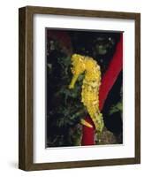 Sea Horse, Belize, Central America-James Gritz-Framed Photographic Print