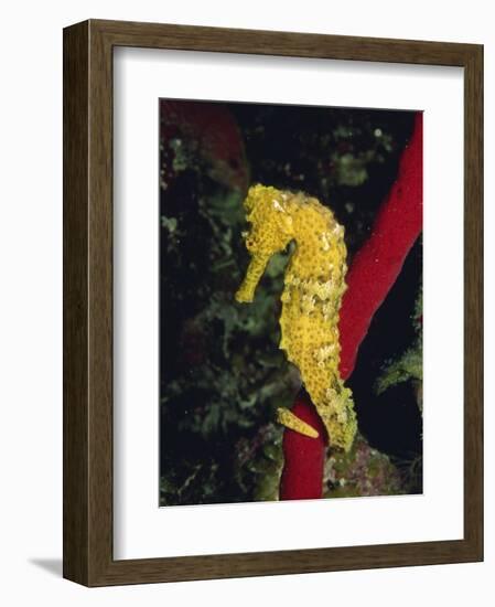 Sea Horse, Belize, Central America-James Gritz-Framed Photographic Print