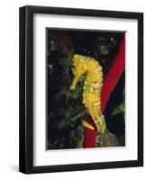 Sea Horse, Belize, Central America-James Gritz-Framed Photographic Print