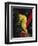 Sea Horse, Belize, Central America-James Gritz-Framed Photographic Print