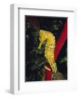 Sea Horse, Belize, Central America-James Gritz-Framed Photographic Print