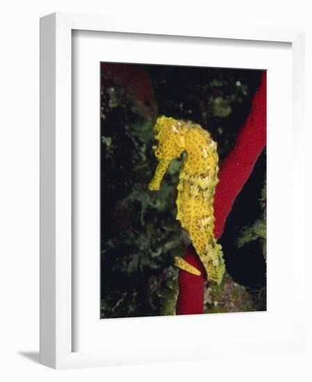 Sea Horse, Belize, Central America-James Gritz-Framed Photographic Print