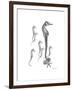 Sea Horse Collage-Albert Koetsier-Framed Premium Giclee Print