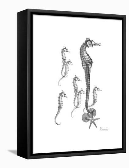 Sea Horse Collage-Albert Koetsier-Framed Stretched Canvas