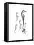 Sea Horse Collage-Albert Koetsier-Framed Stretched Canvas