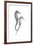 Sea Horse Gray-Albert Koetsier-Framed Premium Giclee Print