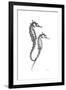 Sea Horse Gray-Albert Koetsier-Framed Premium Giclee Print