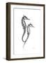 Sea Horse Gray-Albert Koetsier-Framed Premium Giclee Print