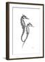 Sea Horse Gray-Albert Koetsier-Framed Premium Giclee Print