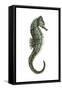 Sea Horse (Hippocampus Hudsonius), Fishes-Encyclopaedia Britannica-Framed Stretched Canvas