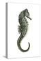 Sea Horse (Hippocampus Hudsonius), Fishes-Encyclopaedia Britannica-Stretched Canvas