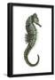 Sea Horse (Hippocampus Hudsonius), Fishes-Encyclopaedia Britannica-Framed Poster