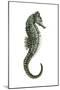 Sea Horse (Hippocampus Hudsonius), Fishes-Encyclopaedia Britannica-Mounted Poster