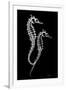 Sea Horse Xray-Albert Koetsier-Framed Premium Giclee Print