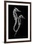 Sea Horse Xray-Albert Koetsier-Framed Premium Giclee Print