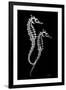 Sea Horse Xray-Albert Koetsier-Framed Premium Giclee Print