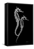 Sea Horse Xray-Albert Koetsier-Framed Stretched Canvas