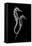 Sea Horse Xray-Albert Koetsier-Framed Stretched Canvas